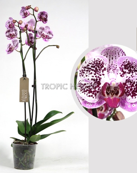 Орхидея Фаленопсис розовая пятнистая 12/60 см