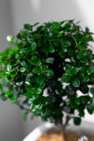 Мирсина в MINI-DELTINI 10 Мирсина в MINI-DELTINI 10