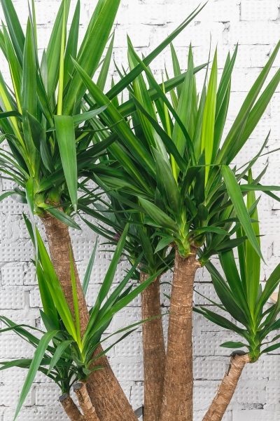 Юкка разветвленная макси 55/190 см