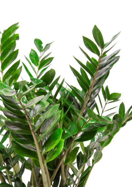 Замиокулькас 27/100 см