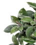 Фикус Эластика куст зелёный