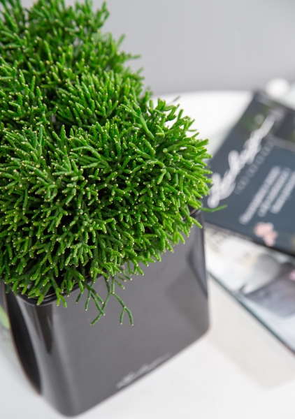 Рипсалис в CUBE Glossy 14 Рипсалис в CUBE Glossy 14