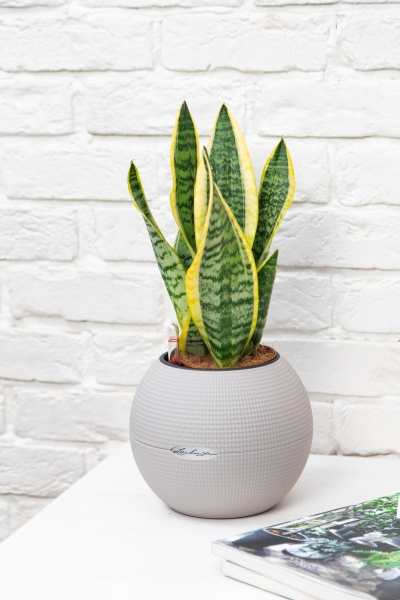 Сансевиерия Лауренти в PURO 20