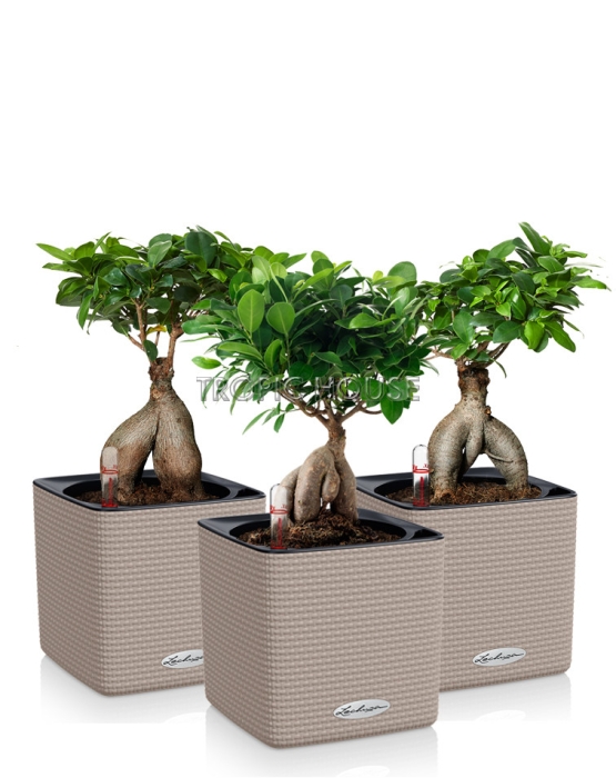 Набор "Бонсай" CUBE 14/30 см, песочно-коричневый (3 шт.)