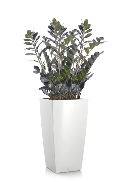 Замиокулькас Равен в CUBICO 40, белый блестящий