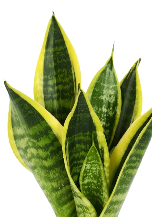 Сансевиерия Футура Суперба в DELTINI 14