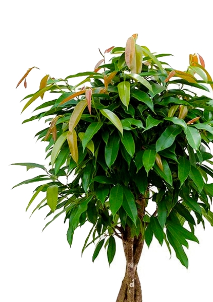 Фикус Биннендийка Амстел Кинг переплетенный 27/140 см в RONDO 32