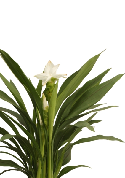 Куркума цветущая 14 55 см CUBE COLOR 16 Куркума цветущая 14 55 см CUBE COLOR 16