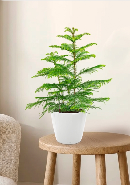 Араукария 19/90 см в CLASSICO LS 28