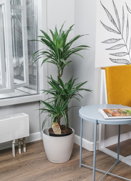 Драцена Варнески 3 ствола 21/110 см