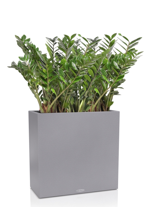 Замиокулькас в CANTO Stone 80, серый камень