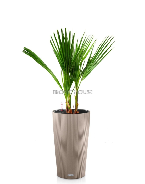 Вашингтония в CILINDRO 32