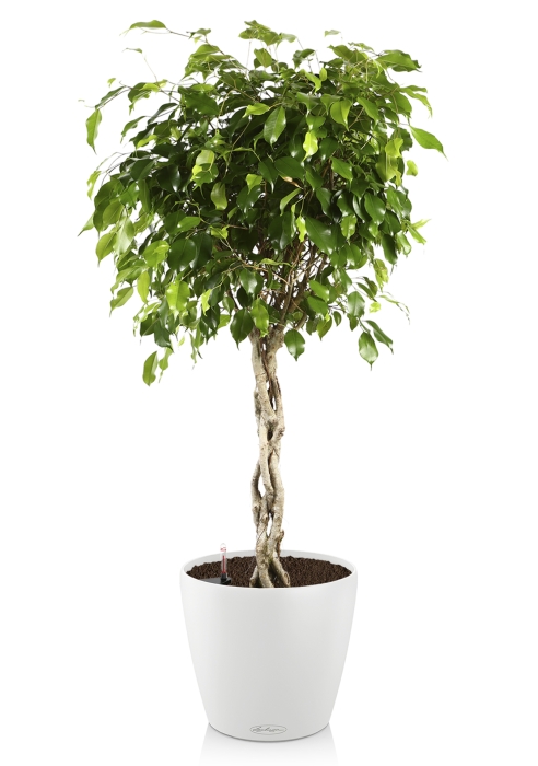 Фикус Экзотика косичка CLASSICO 35/150 см, белый