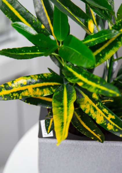 Кротон Санни в CANTO STONE 14 Кротон Санни в CANTO STONE 14