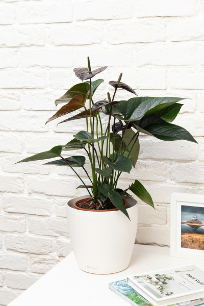 Антуриум Андре шоколадный 17/55 см