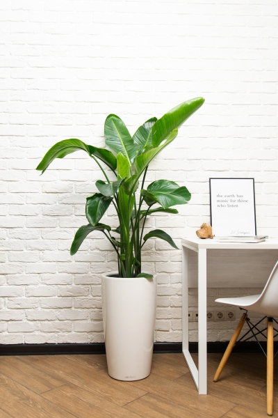 Стрелиция Николай в RONDO 32 Стрелиция Николай в RONDO 32