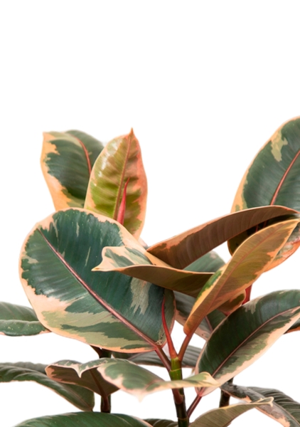 Фикус Эластика Белиз 3 ствола 23/35 см в QUADRO LS 28