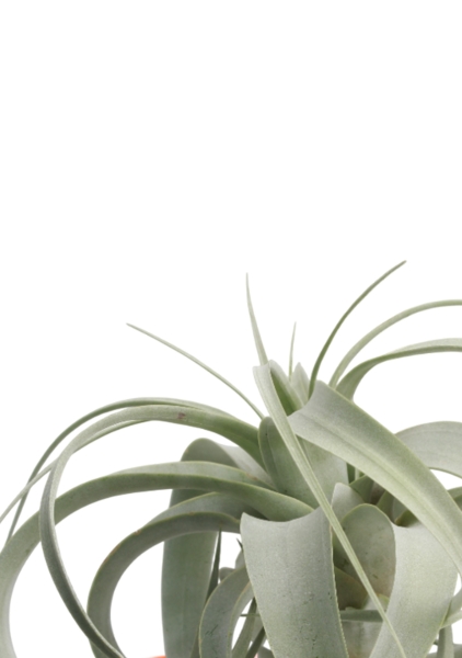 Тилландсия Ксерографика