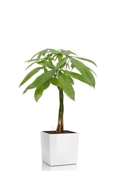 Пахира Акватика косичка 21/90 см в CUBE 30 Пахира Акватика косичка 21/90 см в CUBE 30