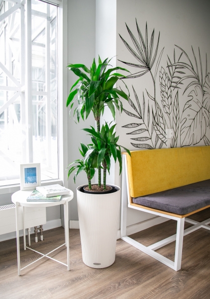 Драцена Джанет Крейг 3 ствола в CILINDRO COLOR 32