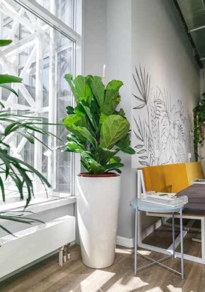 Фикус Лирата 3 ствола 34/140 см в CUBICO Color 40