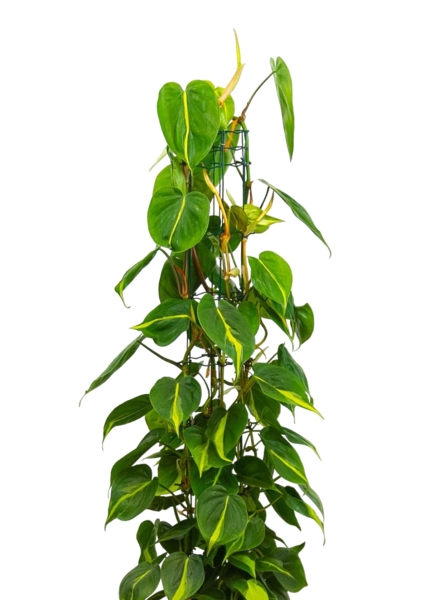 Филодендрон Сканденс Бразил на опоре 24/120 см в CLASSICO LS 35