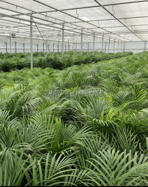 Хризалидокарпус Арека 30/200 см