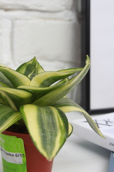 Сансевиерия Голден Ханни 6/15 см