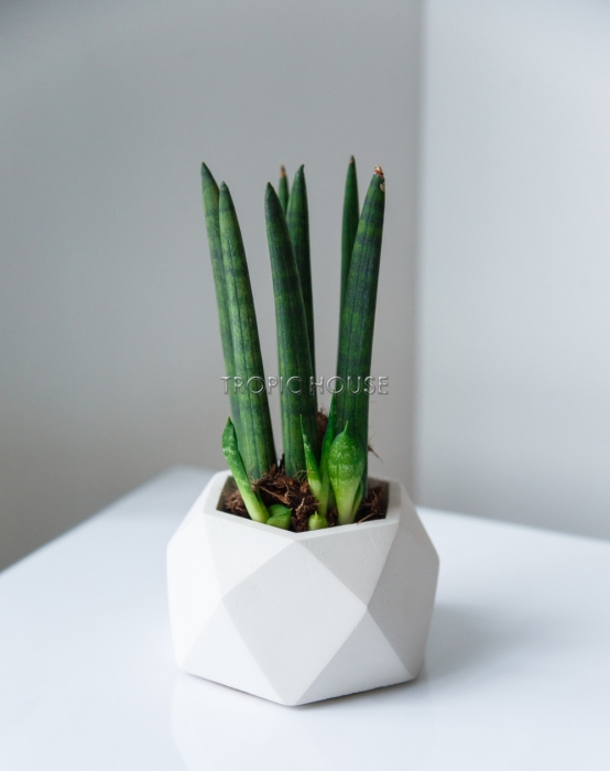 Кашпо бетонное настольное ТН 07