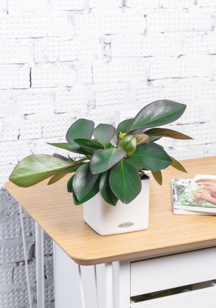 Пеперомия Ред Марджин 15/30 см Пеперомия Ред Марджин 15/30 см