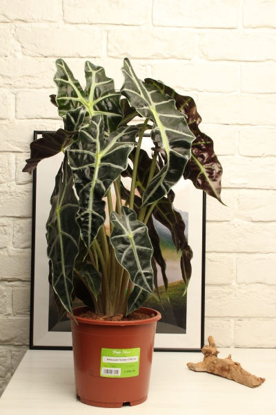 Алоказия Полли 17/50 см в CLASSICO Color 21