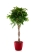 Фикус Амстел Кинг переплетенный 30/140 см в CLASSICO LS 43