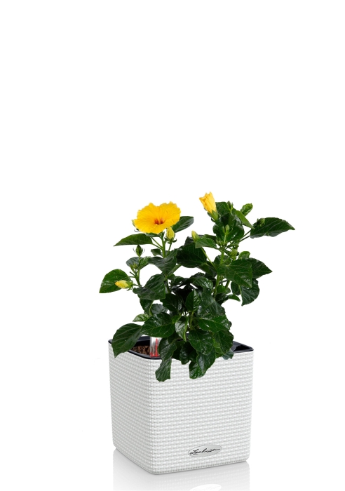 Гибискус микс 13/35 см в CUBE COLOR 14, белый