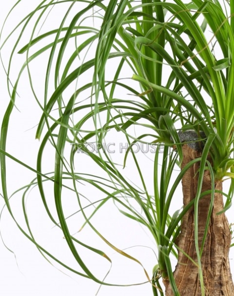 Нолина в OJO 35 см