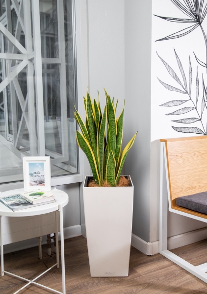 Сансевиерия Лауренти в CUBICO 30