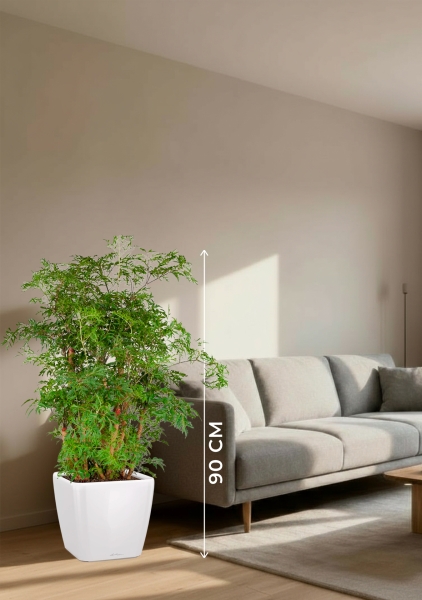 Полисциас Гавайи Минг 21/90 см в QUADRO LS 28 Полисциас Гавайи Минг 21/90 см в QUADRO LS 28