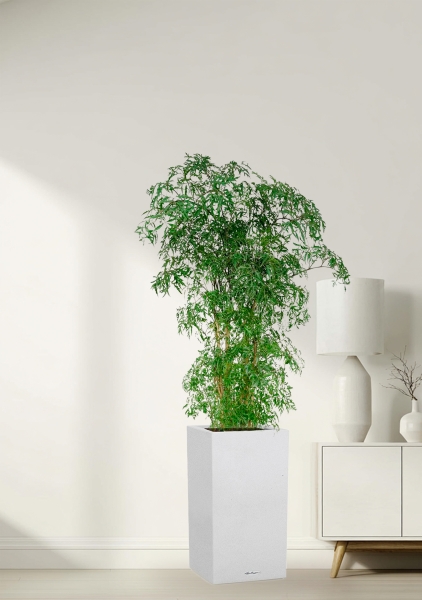 Полисциас Фрутикоза 27/140 см в CANTO STONE HIGH 30 Полисциас Фрутикоза 27/140 см в CANTO STONE HIGH 30