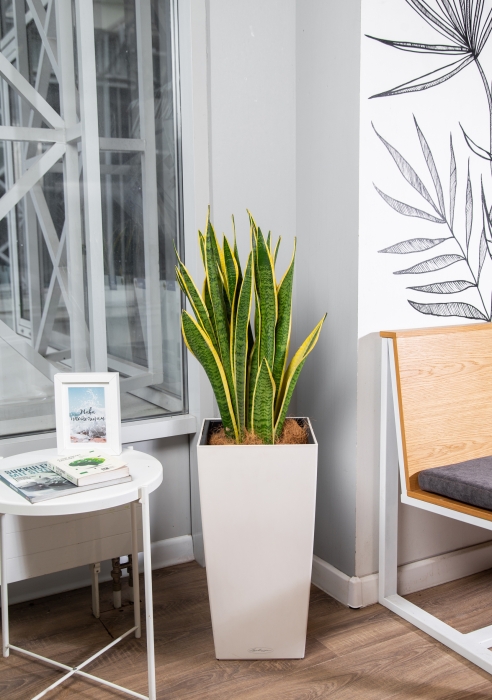 Сансевиерия Лауренти в CUBICO 30