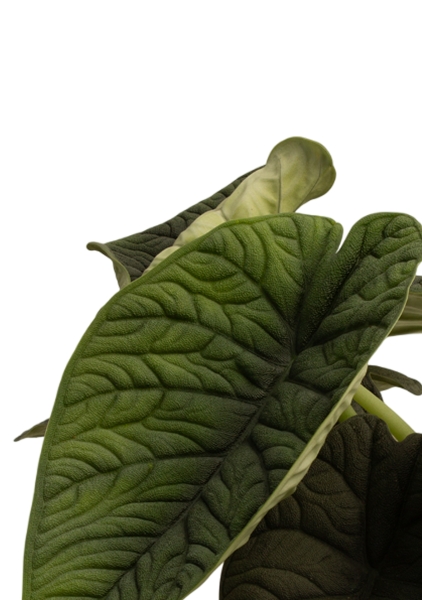 Алоказия Мело 14/20 см