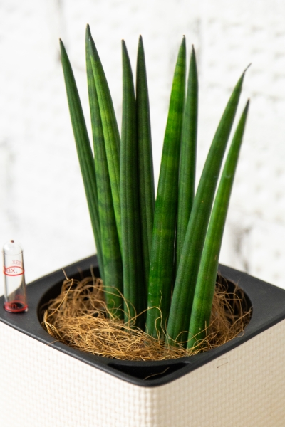 Сансевиерия Цилиндрика 9/30 см