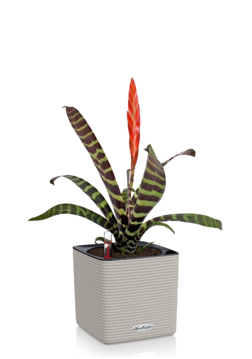 Вриезия Спленриет в CUBE COLOR 14, песочно-коричневый