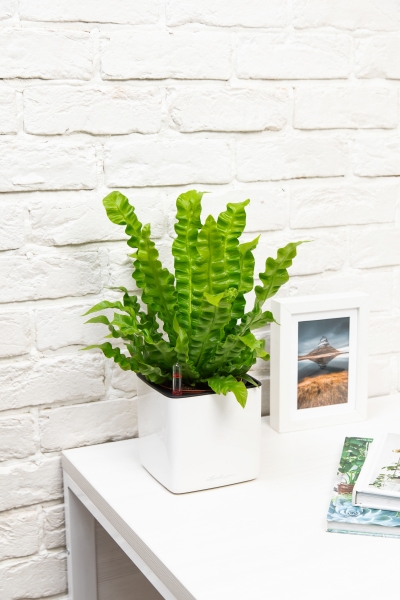 Асплениум Криспи в CUBE GLOSSY 14