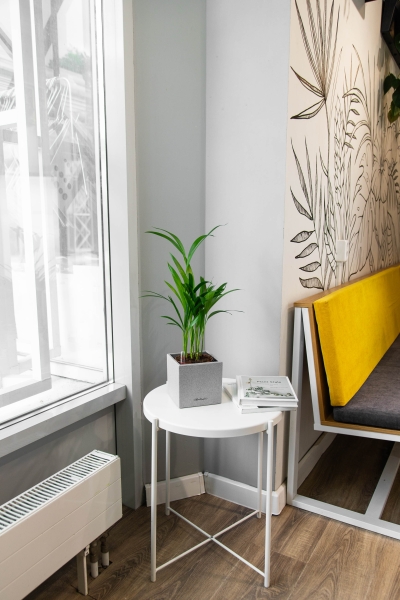 Хризалидокарпус в CANTO STONE 14 Хризалидокарпус в CANTO STONE 14