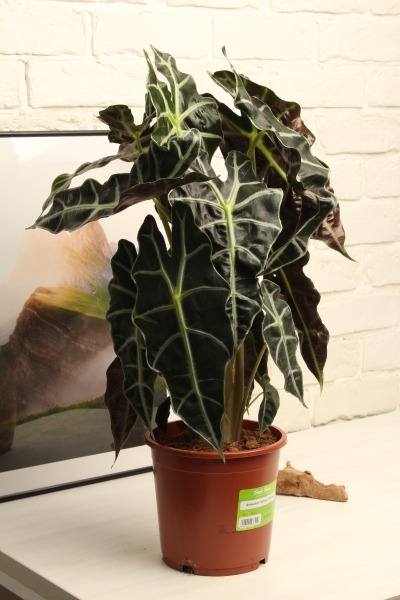 Алоказия Полли 17/50 см