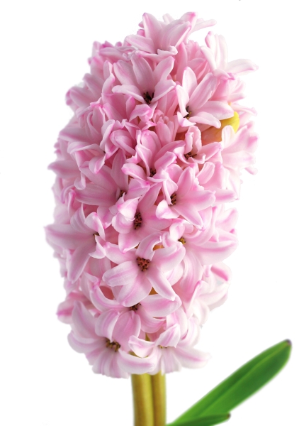 Гиацинт цветной микс 7 см, 1 луковица