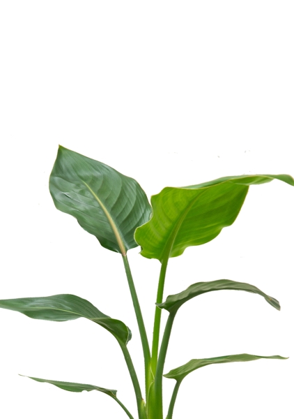 Стрелиция Регина 24/100 см