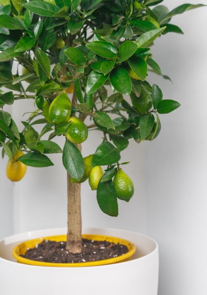 Лаймкват на стволе 22/75 см