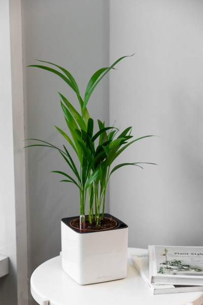 Хризалидокарпус в CUBE GLOSSY 14 Хризалидокарпус в CUBE GLOSSY 14