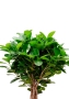 Фикус Моклейм 21/90 см в CANTO STONE LOW 30