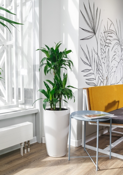 Драцена Джанет Крейг 3 ствола 21/110 см Драцена Джанет Крейг 3 ствола 21/110 см